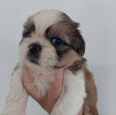 Vendo Filhotes de shih tzu