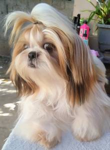 Vendo Filhotes de shih tzu