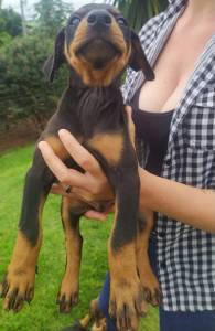 FILHOTES DE DOBERMAN