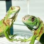 Iguanas babys verdinhas