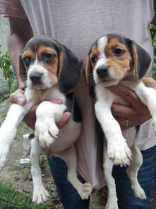 Filhotes de Beagle com pedigree e vacinao