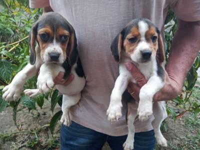 Filhotes de Beagle com pedigree e vacinao