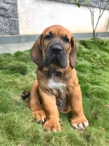 fila brasileiro disponvel
