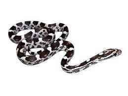 Anery - Corn Snake baby