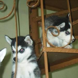 Filhote de  Husky Siberiano wolly olhos azuis