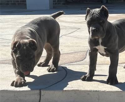 Cane Corso Mastiff