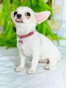 Chihuahua FEMEA micro BRANCO