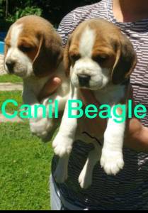 Lindos beagle pronta entrega com vacina e pedigree