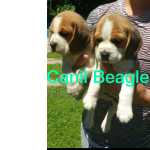 Lindos beagle pronta entrega com vacina e pedigree