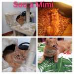 Desapareceu gatinha Mimi