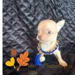 Chihuahua Isabela de olhos azuis