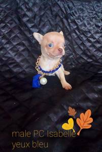 Chihuahua Isabela de olhos azuis