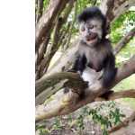 Macaco Prego baby
