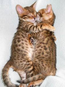 Bengal