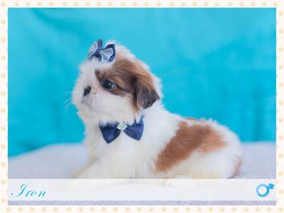 Filhotes shih tzu fmea e macho com contrato e  pronta entrega