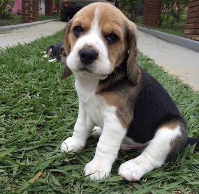 Beagle filhote lindos com vacina recibo e pedigree