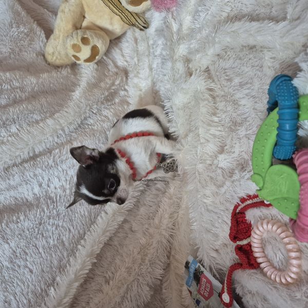 CHIHUAHUA FMEA CHOCOLATE PIED PLO CURTO CRIADORA REGISTADA NA DGAV 