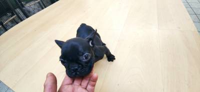 Bulldog francês macho preto mesmo negro filho de criado em ambiente familiar disponível para entreg