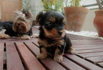 Yorkshire Terrier machinhos