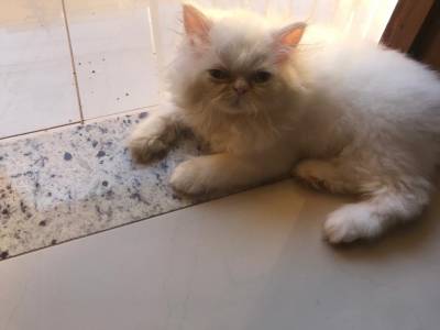Vendo filhote de gato Persa