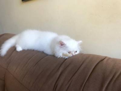 Vendo filhote de gato Persa