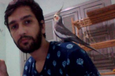 Calopsita fugiu e está desaparecida em Fortaleza CE dono procura encontrar a ave