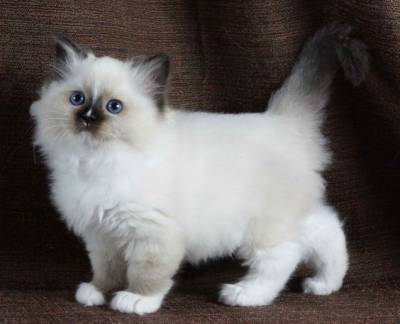 Ragdoll