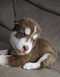 Filhotes de Husky Siberiano