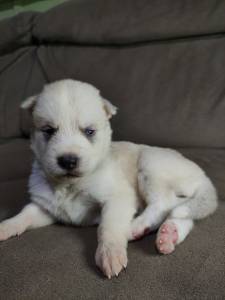 Filhotes de Husky Siberiano