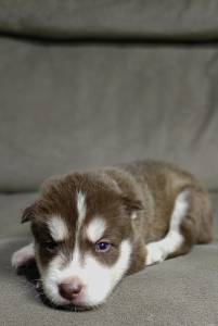 Filhotes de Husky Siberiano