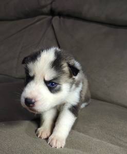 Filhotes de Husky Siberiano
