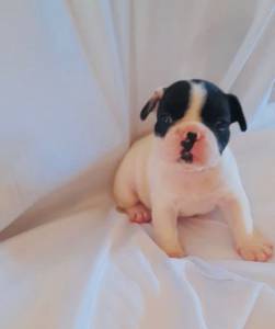 BULLDOG FRANCES FEMEA