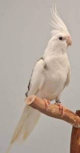 Calopsita
