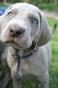 weimaraner