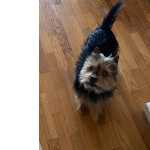 Yorkshire Terrier Perdido em Alverca