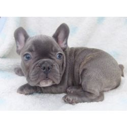 Bulldog francs Azul
