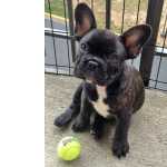 Bulldog francs