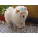 Chow-Chow