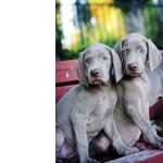 Weimaraner