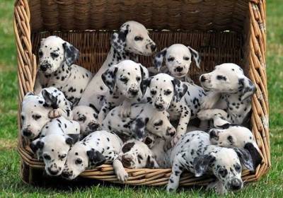 Dalmata