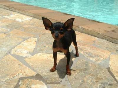 Pinscher