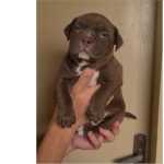 American Bully