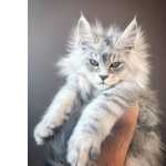 Maine-coon