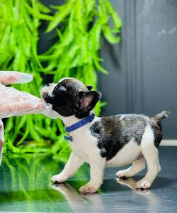 BULLDOG FRANCES MINI