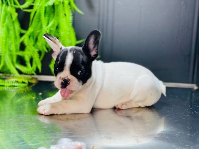BULLDOG FRANCES FEMEA