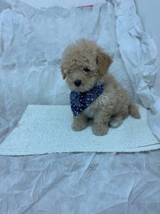 POODLE TOY LINDO MACHO CHAMPANHE ENTREGO HOJE CHAMA NO ZAP