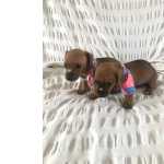 BASSET MINI TECKEL LINDAS FMEAS DOURADAS PARC ENTREGO HOJE CHAMA NO ZAP