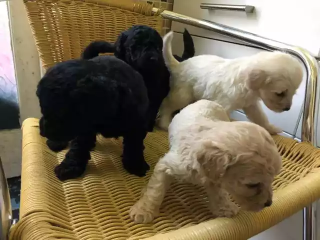 labrador