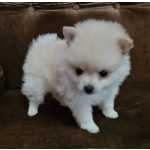 Spitz Alemo