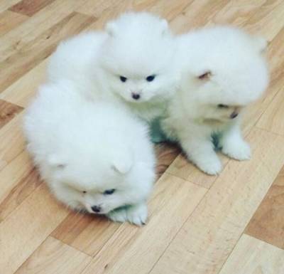 CACHORROS  POMERANIA